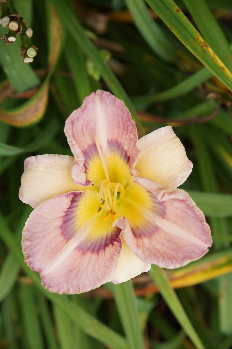 Hemerocallis 'Jungle Butterfly'