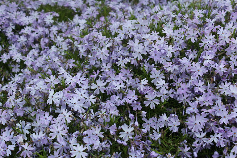 Phlox subulata 'Emerald Cushion Blue'