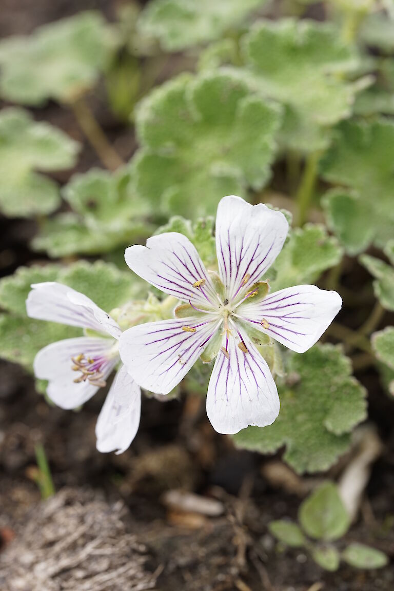 Geranium renardii