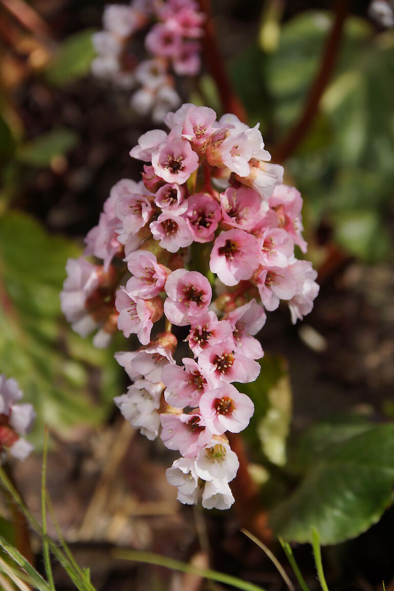 Bergenia cordifolia 'Silberlicht'