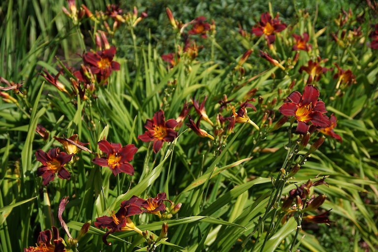 Hemerocallis