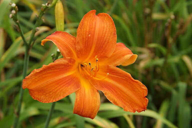 Hemerocallis 'Fiesta Cubana'