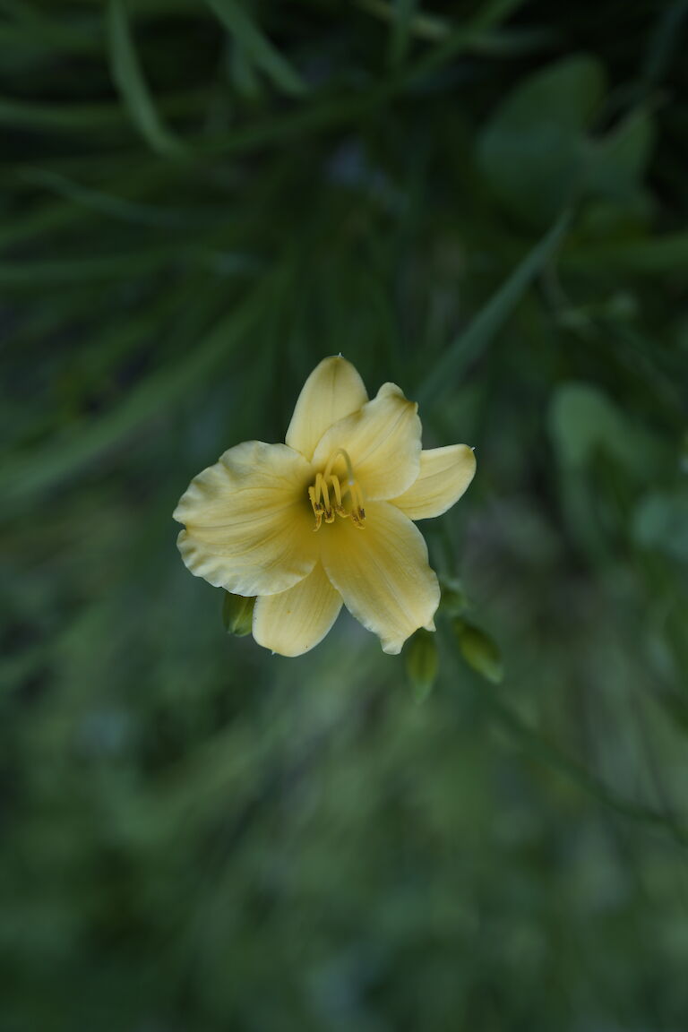 Hemerocallis 'Stella De Oro'