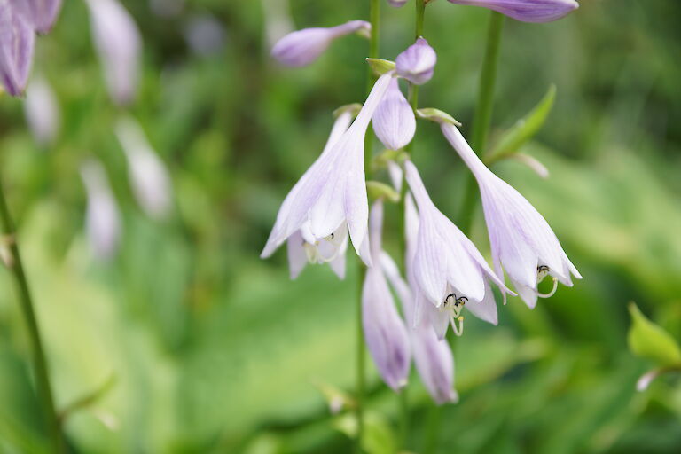 Hosta