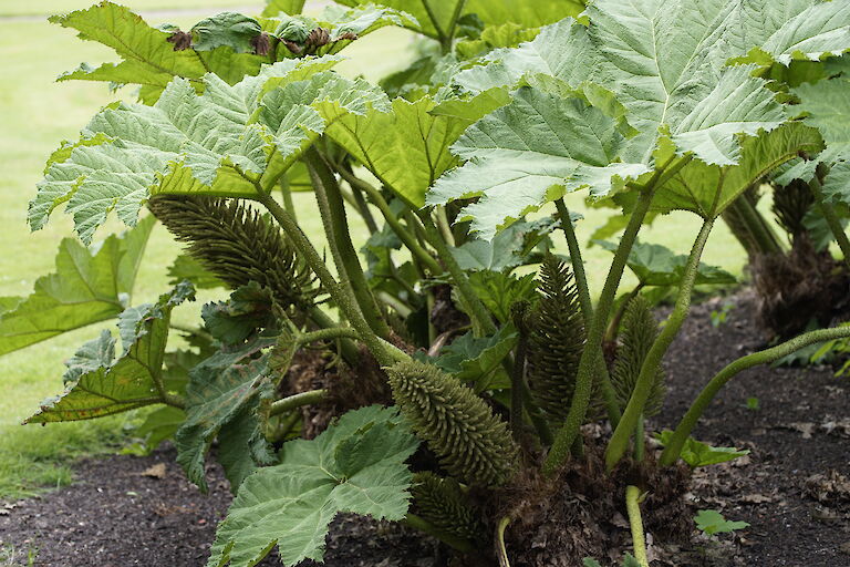 Gunnera