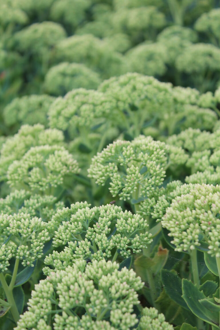 Sedum telephium 'Herbstfreude'