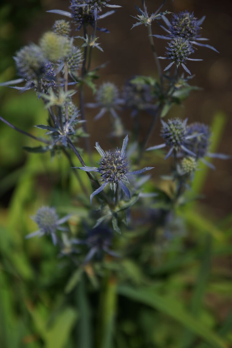 Eryngium