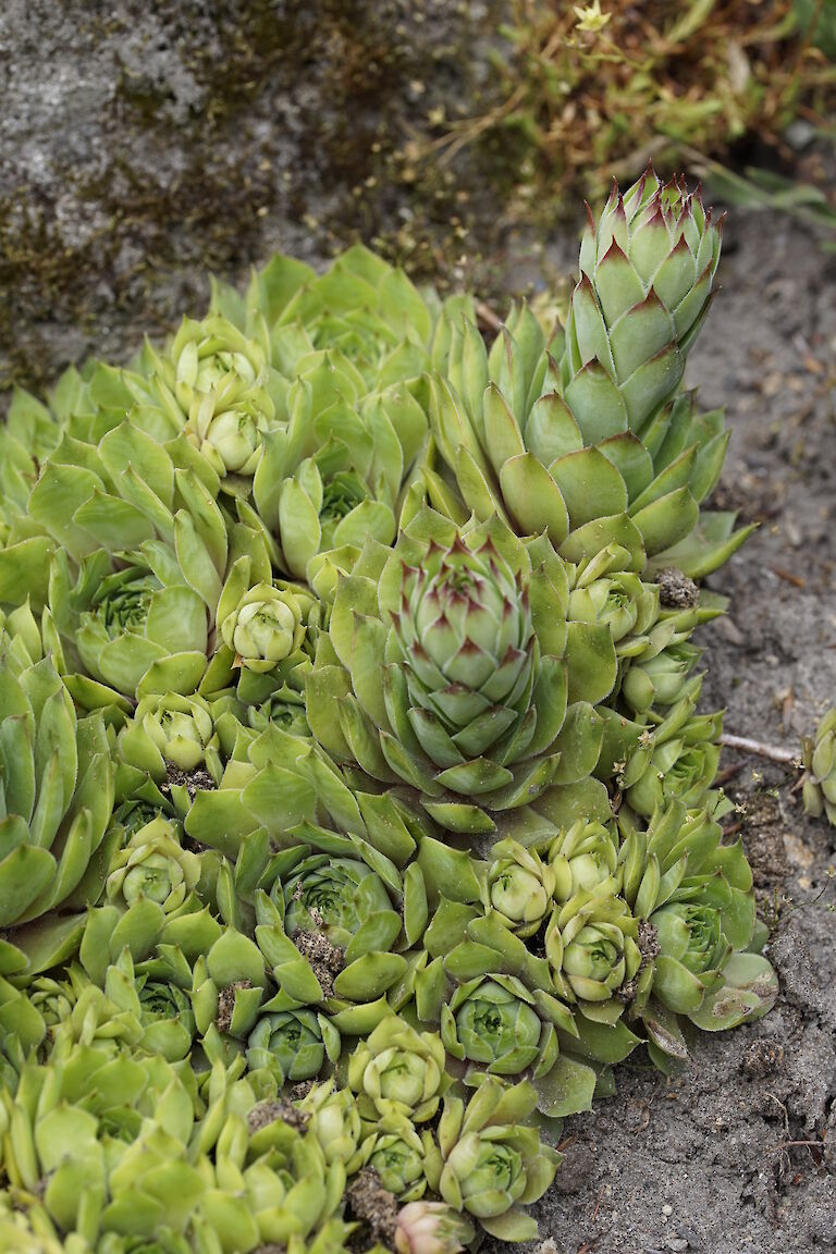 Sempervivum montanum