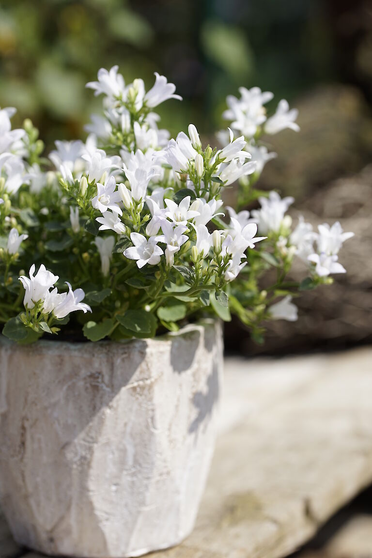 Campanula weiß