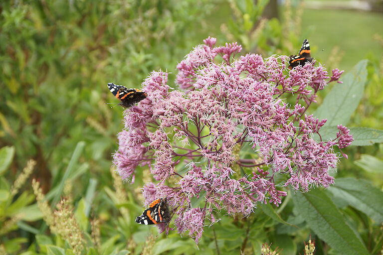 Eupatorium fistulosum Insekt