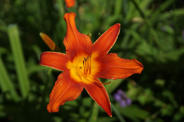 Hemerocallis