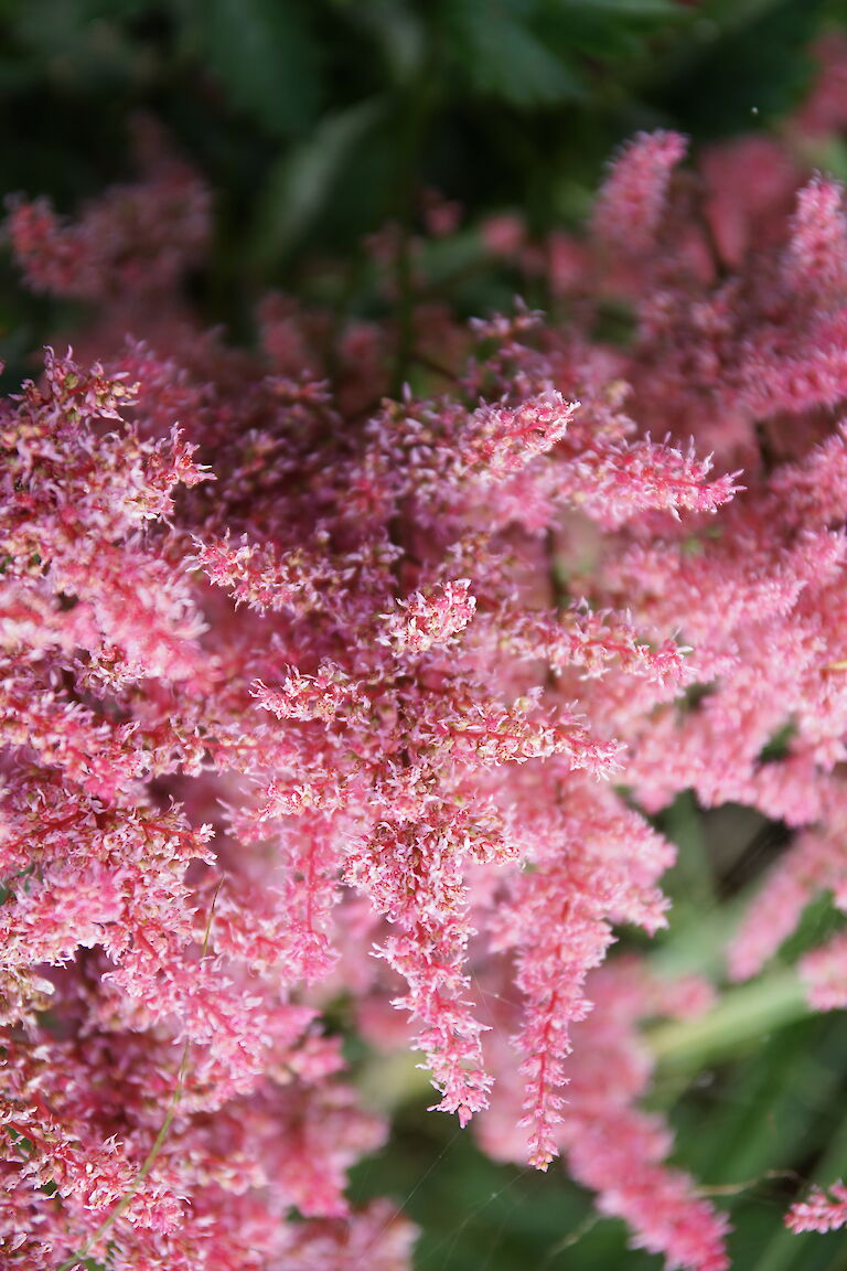 Astilbe