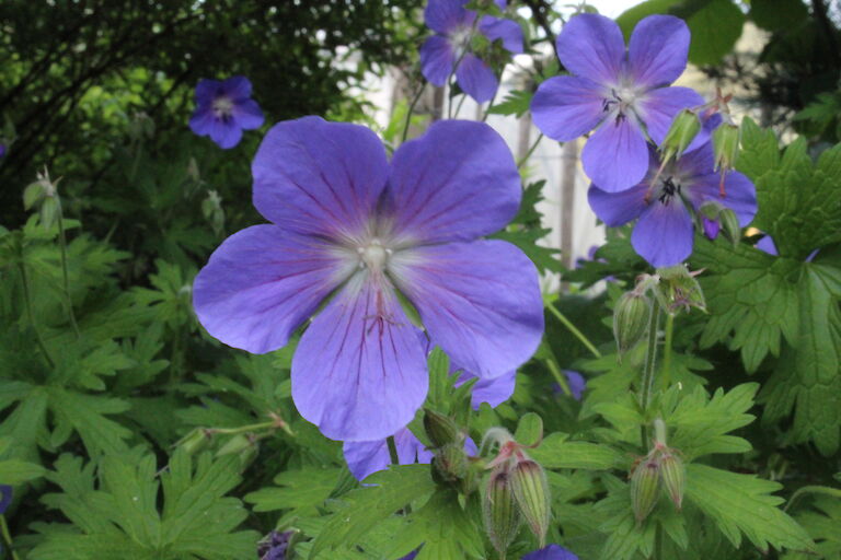 Geranium 'Rozanne'