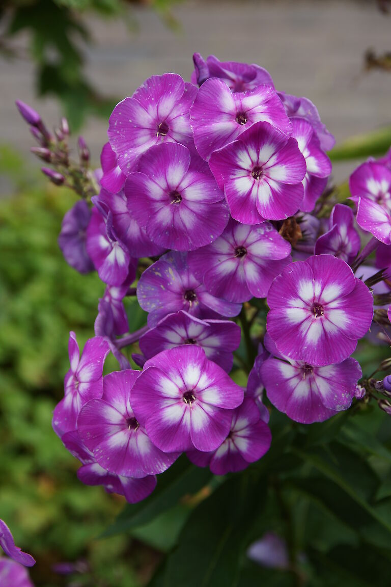 Phlox paniculata 'Wilhelm Kesselring'