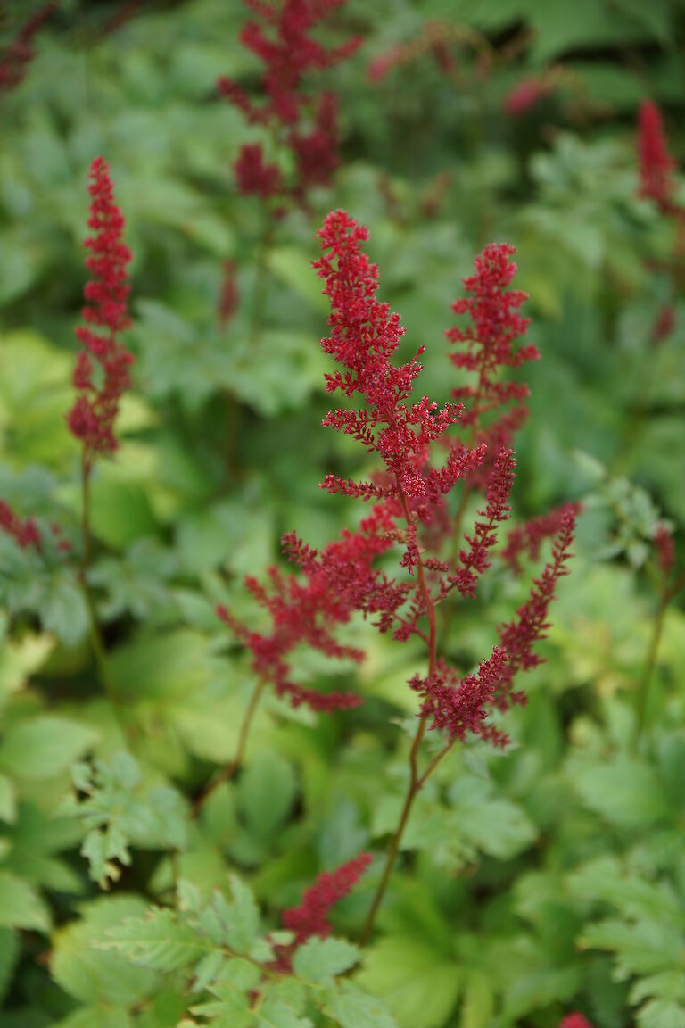 Astilbe rot