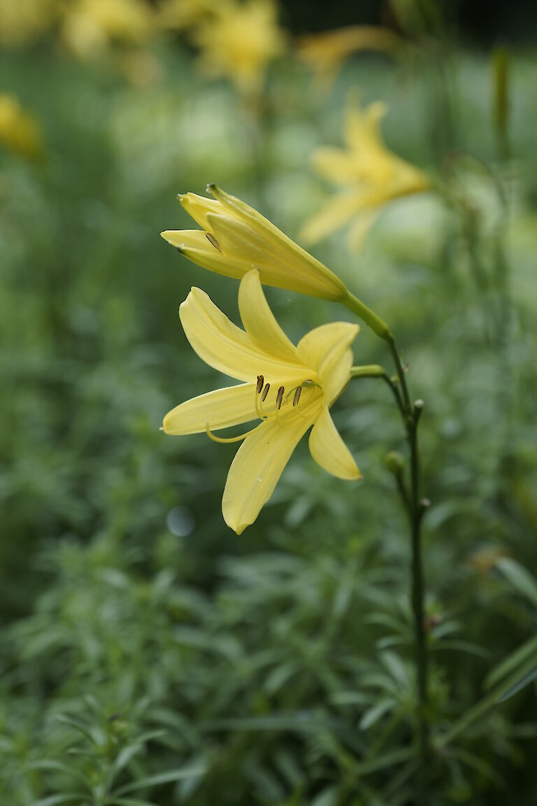 Hemerocallis gelb