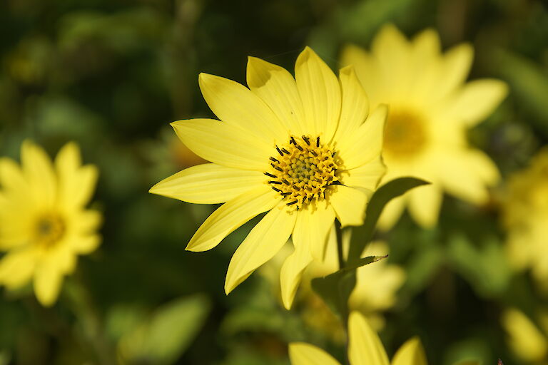 Helianthus