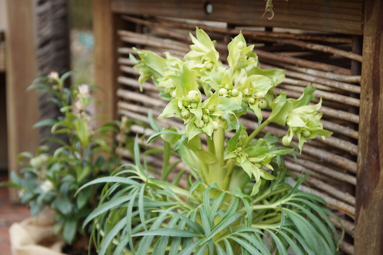 Helleborus foetidus 'Wilgenbroek'