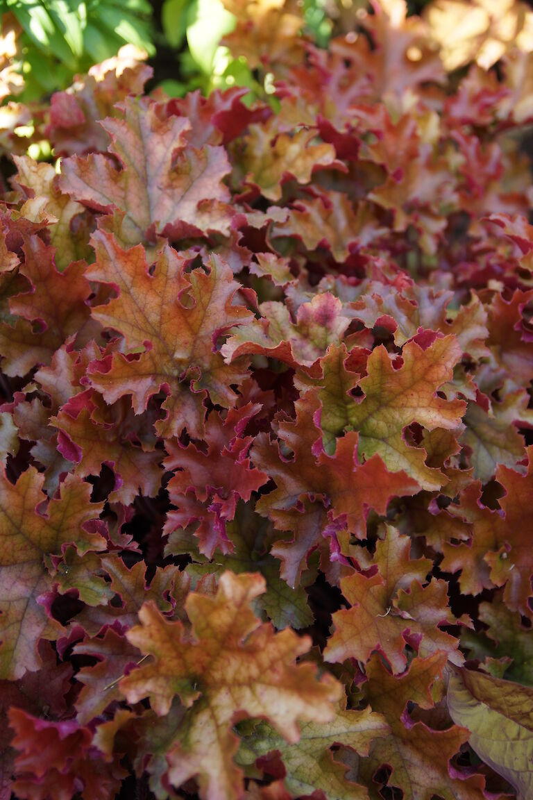 Heuchera micrantha 'Marmelade'