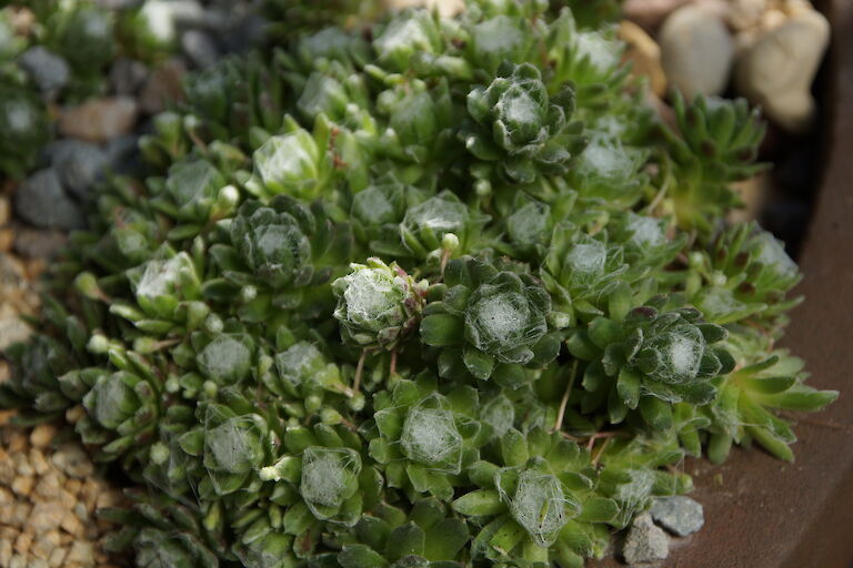 Sempervivum grün