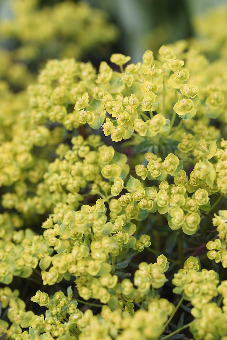 Euphorbia cyparissias Rubra