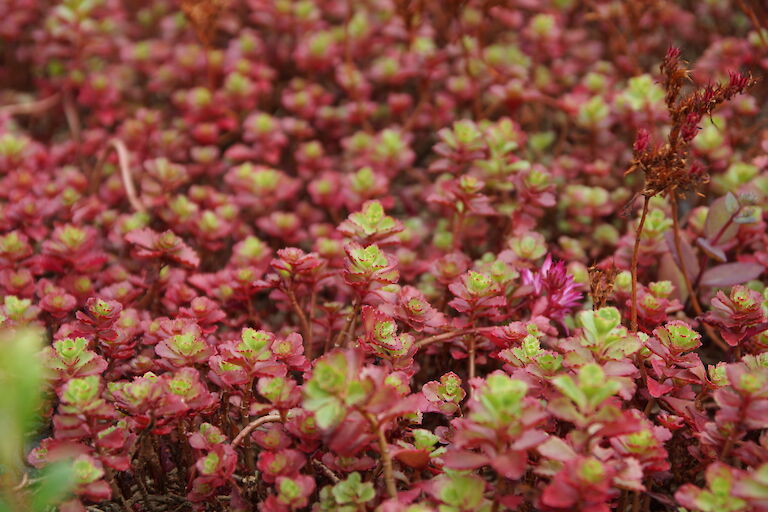 Sedum