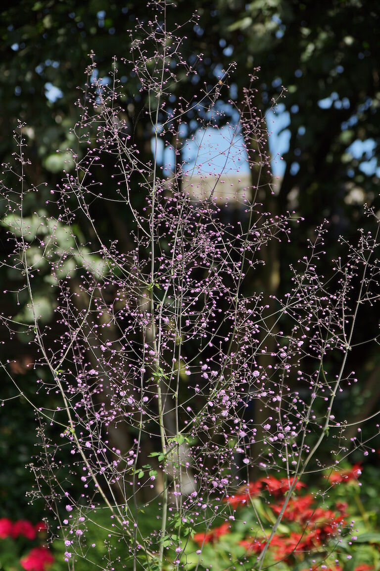 Gypsophila