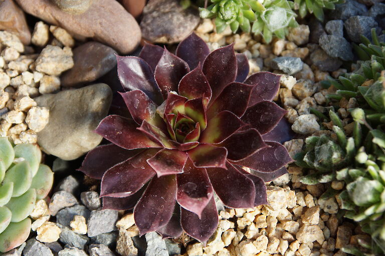 Sempervivum rot