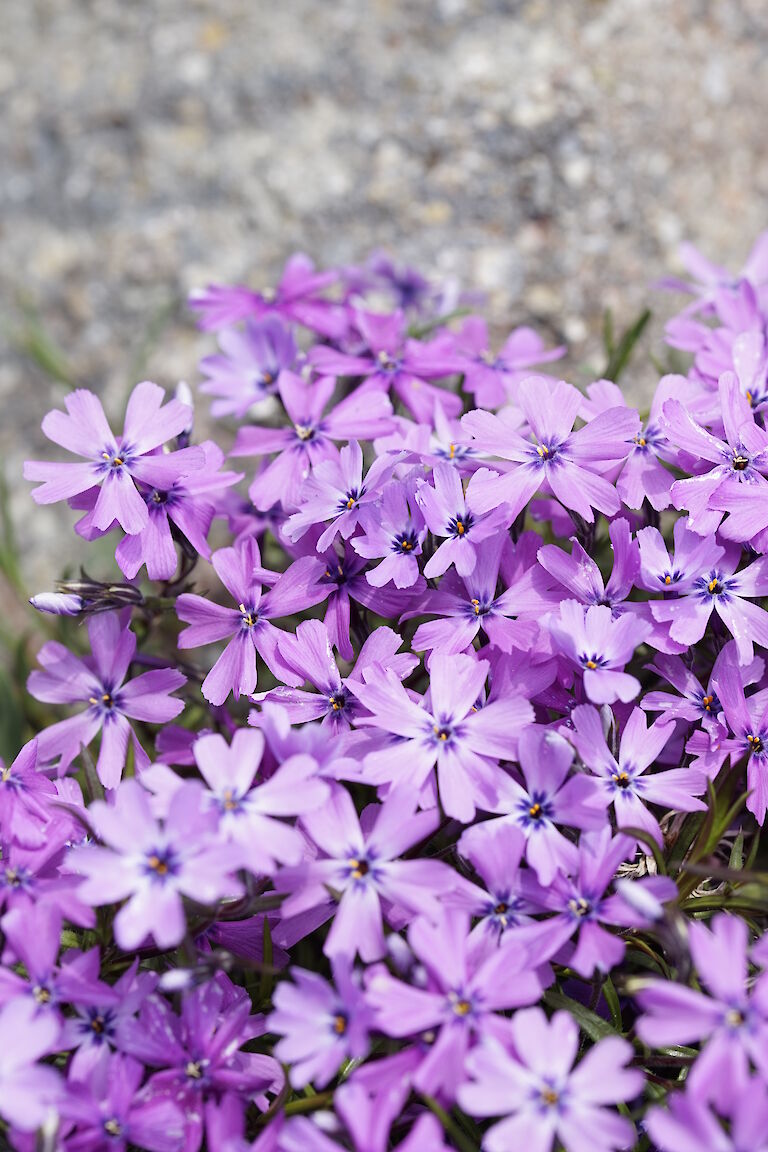 Phlox