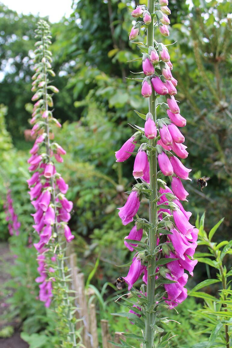 Digitalis purpurea Insekt