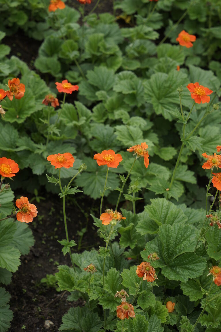 Geum coccineum Borisii