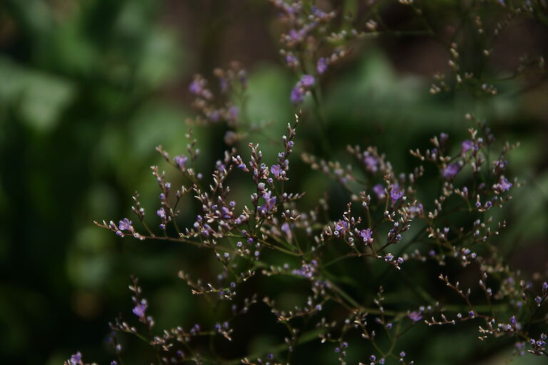 Limonium latifolium