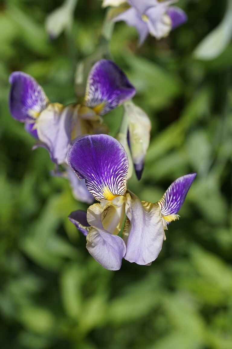 Iris versicolor