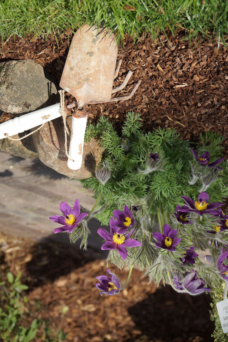 Pulsatilla vulgaris