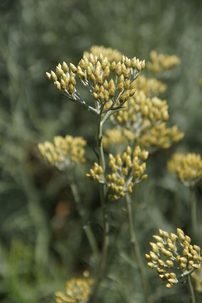 Helichrysum italicum