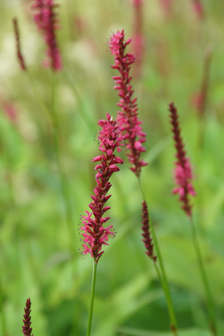 Polygonum