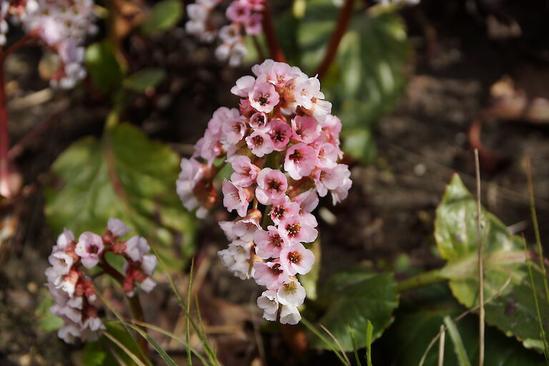 Bergenia cordifolia 'Silberlicht'