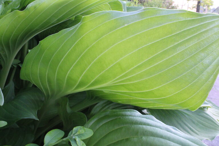 Hosta grün