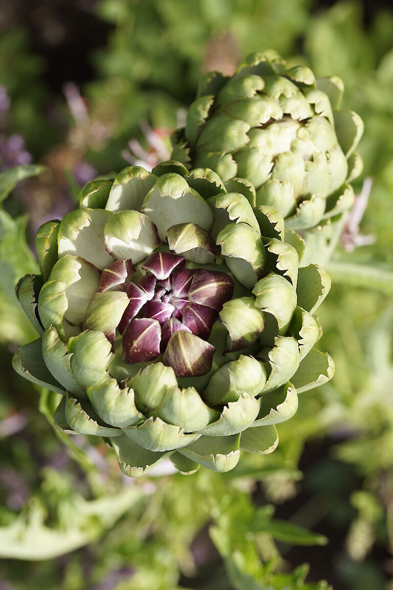 Cynara scolymus