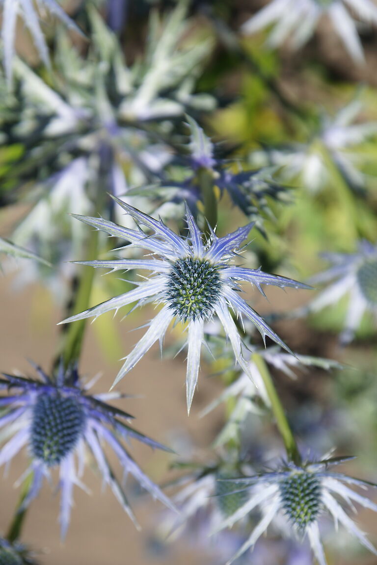 Eryngium x zabelii 'Big Blue'