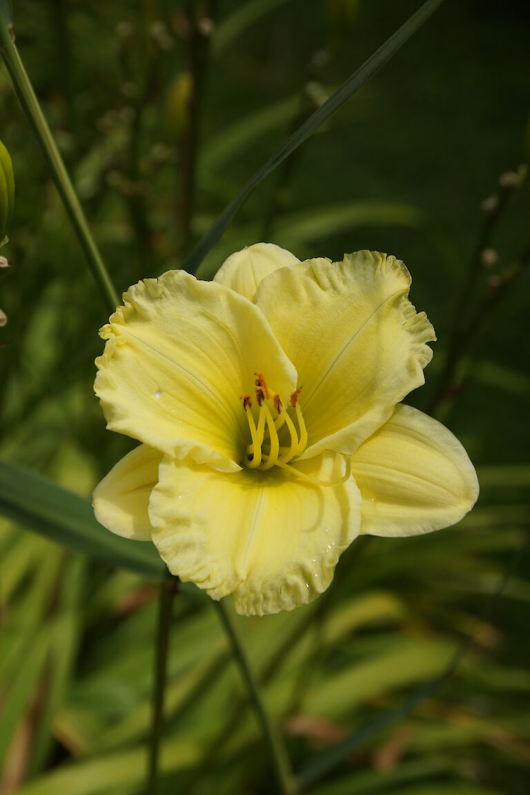 Hemerocallis