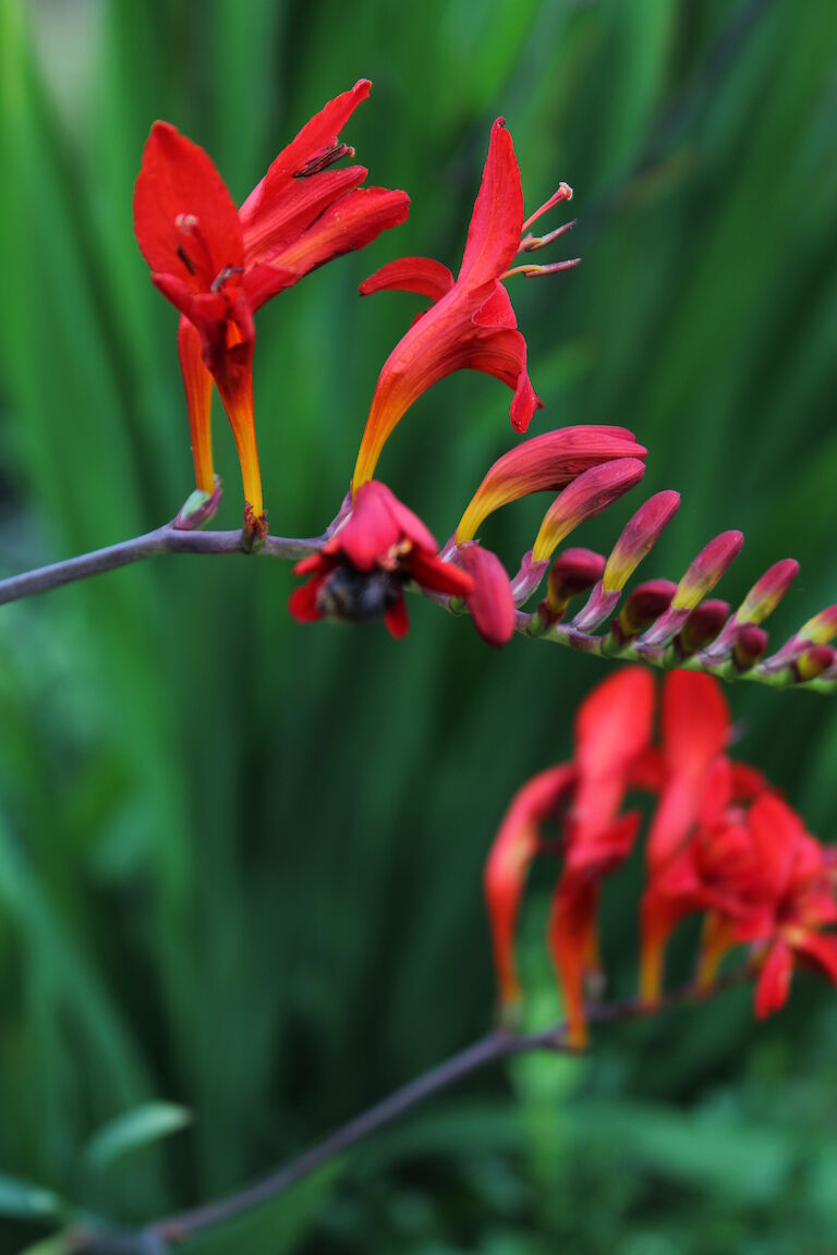 Crocosmia