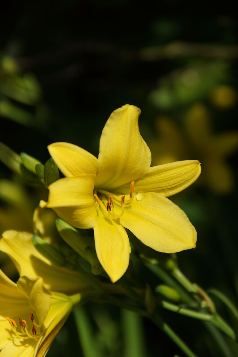 Hemerocallis