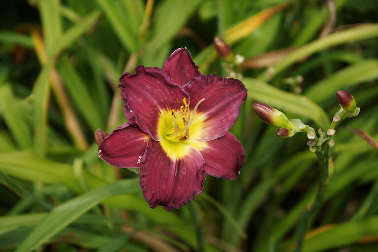 Hemerocallis