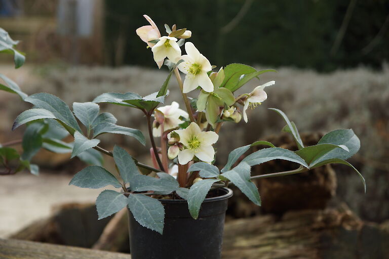 Helleborus 'Emma'