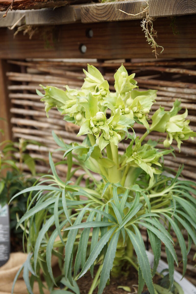 Helleborus foetidus 'Wilgenbroek'