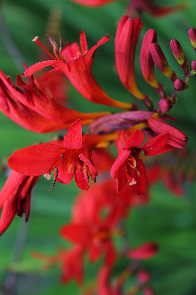 Crocosmia