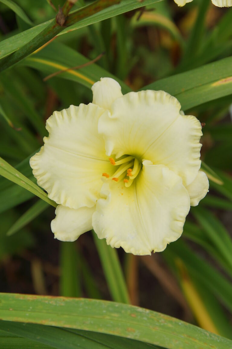 Hemerocallis 'Indy Cameo'