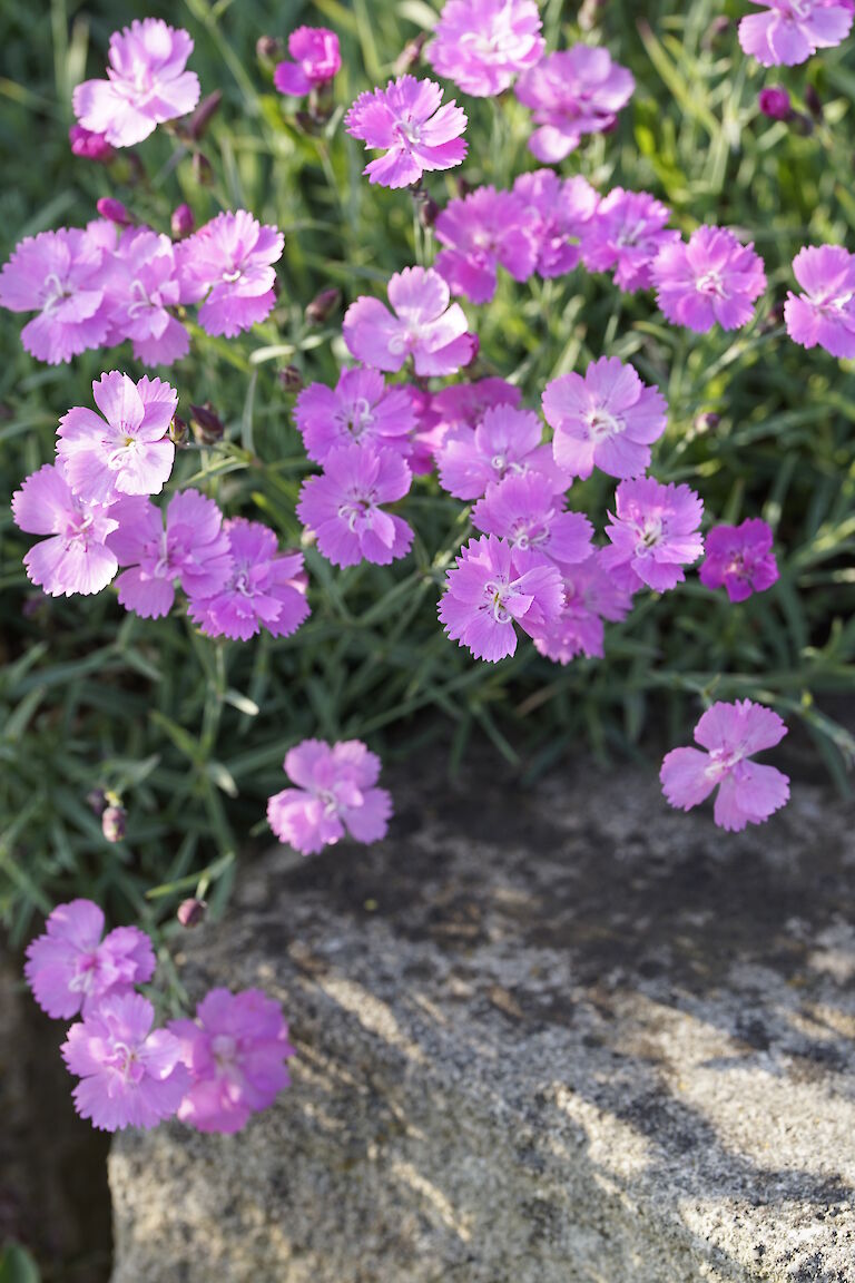 Dianthus gratianopolitanus Mirakel