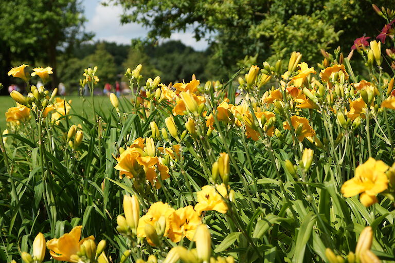 Hemerocallis